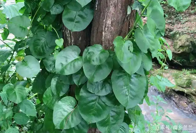 藤三七农村常见,别名又叫土田七,你可知它的根及叶子还是药材?