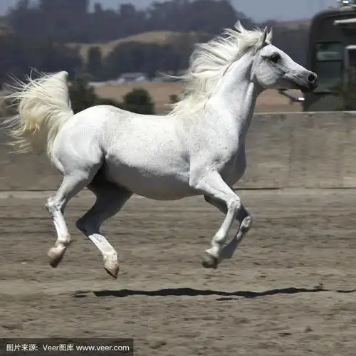 飞驰的白马