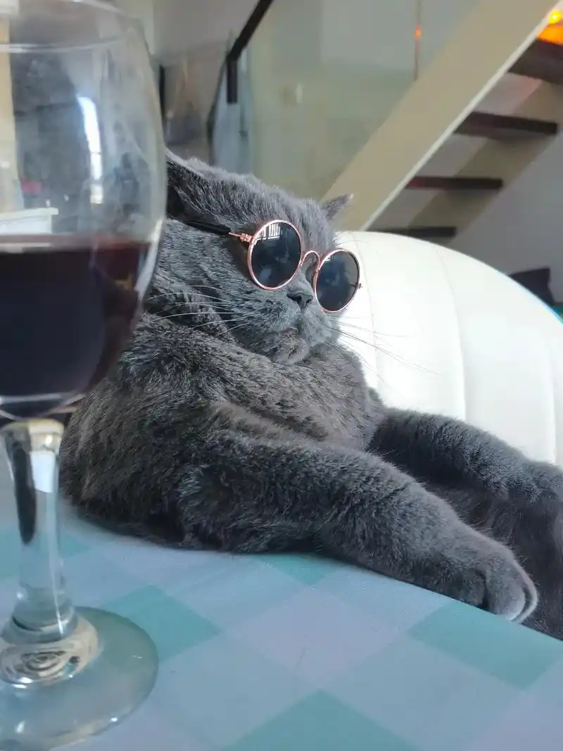 "墨镜一带 谁都不爱"   花花这自信的小态度.#猫咪成精  - 抖音