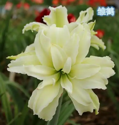 重瓣 朱顶红 雏鹤-mc母婴网