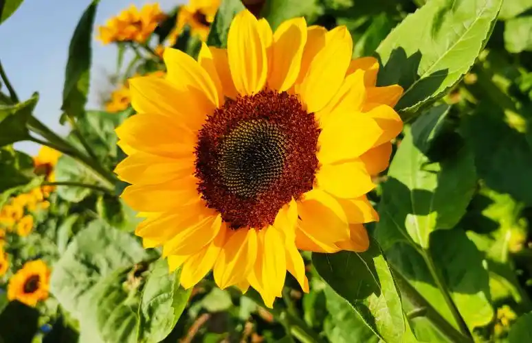 花儿朵朵向阳开