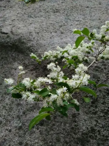 飘逸如仙 一只美如檀花的小猫 仿佛从石头缝里 或者白檀树的花枝中