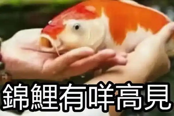 锦鲤表情包流行只是广东人的自high吗