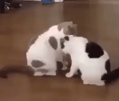 猫咪打拳 gif 动图_gif_猫咪_动图_打拳表情