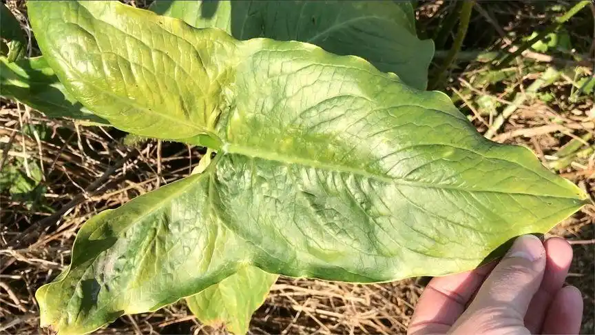 想吃烧烤,炸薯条 但又怕上火,试试用野生簕茨菇煲汤