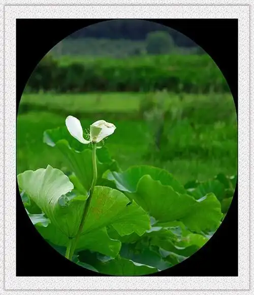 新手第一拍荷花,处女贴.入门的机器,很简单的后期.