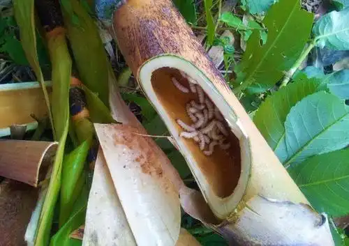 广东市价高达100元每斤的美食竹虫生吃奶油味