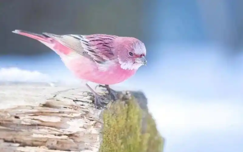 可爱粉色小鸟唯美摄影高清桌面壁纸
