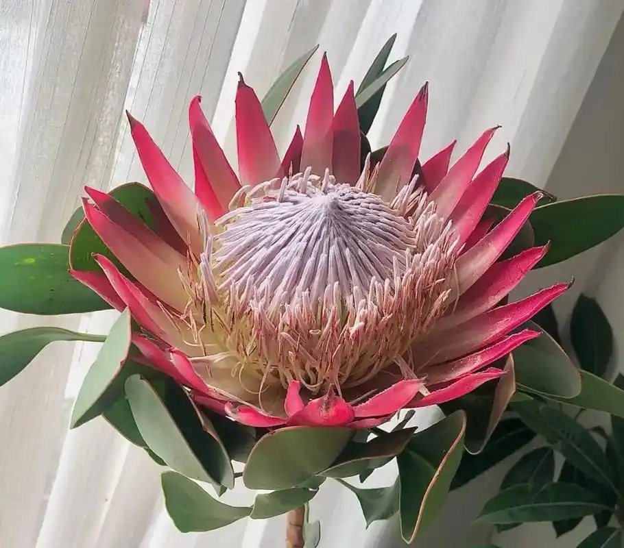 有一种花被称为花中之王它就是帝王花它的花语是胜利圆满富贵吉祥愿你