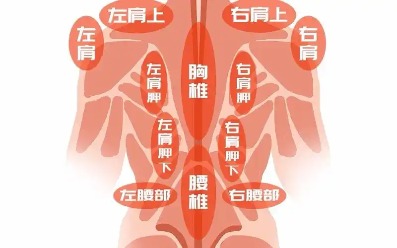 一图读懂腰背疼痛的原因,看看你是哪里疼