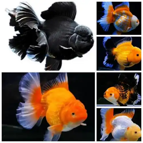 金鱼泰狮巨人活体f1观赏鱼原装百褶冷水鱼风水鱼