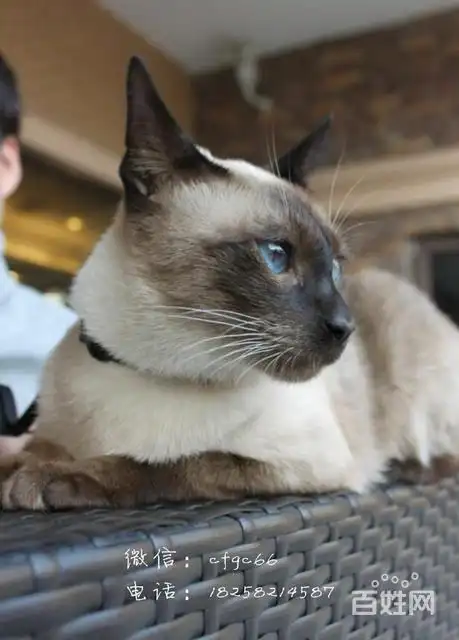 来自泰国的纯种暹罗猫 活泼可爱 黏人等你带回家