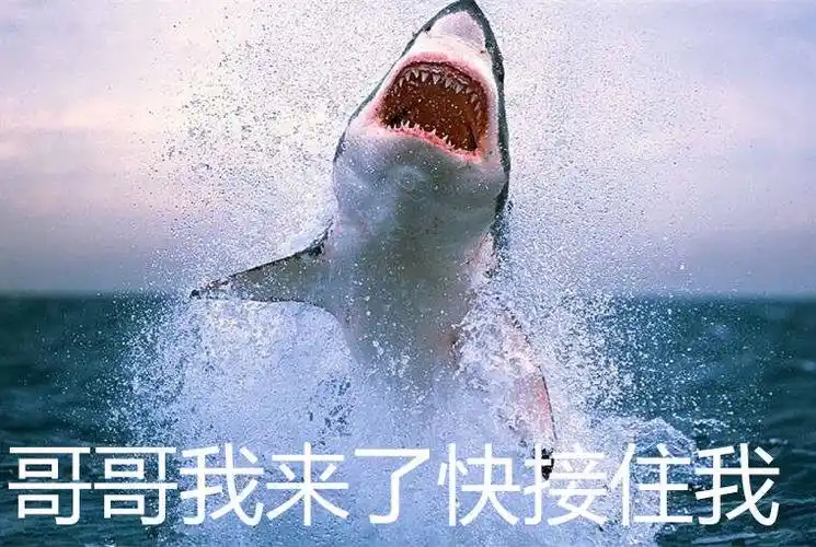 哥哥我来了快接住我(鲨鱼)_我来_鲨鱼_接住_哥哥表情