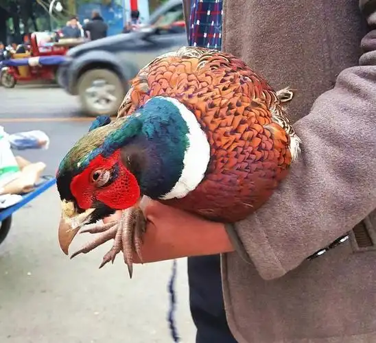 这只野鸡从足爪来看,最起码有3年多了,重量有2斤6两,有这个重量的野鸡