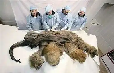 科学家发现的猛犸象遗体法制晚报讯据外媒今晨消息,在俄罗斯西伯利亚