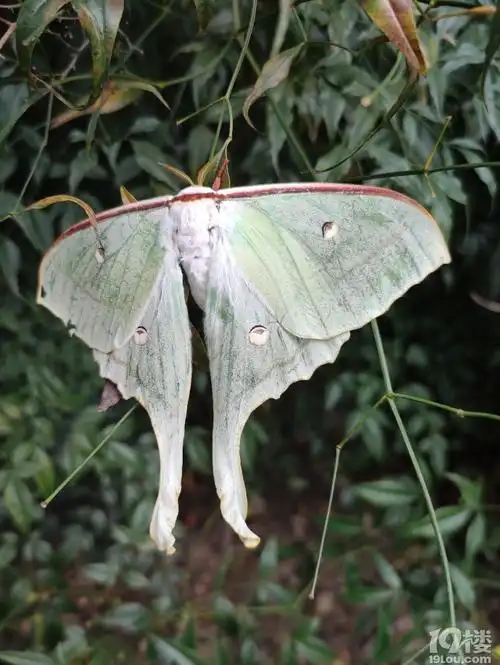 扑棱蛾子六连拍