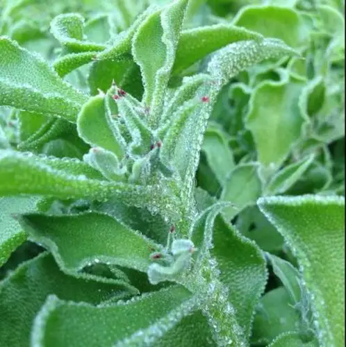 调色慢生活#非洲冰草_帖子_oppo手机官方社区