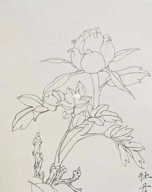 工笔白描牡丹