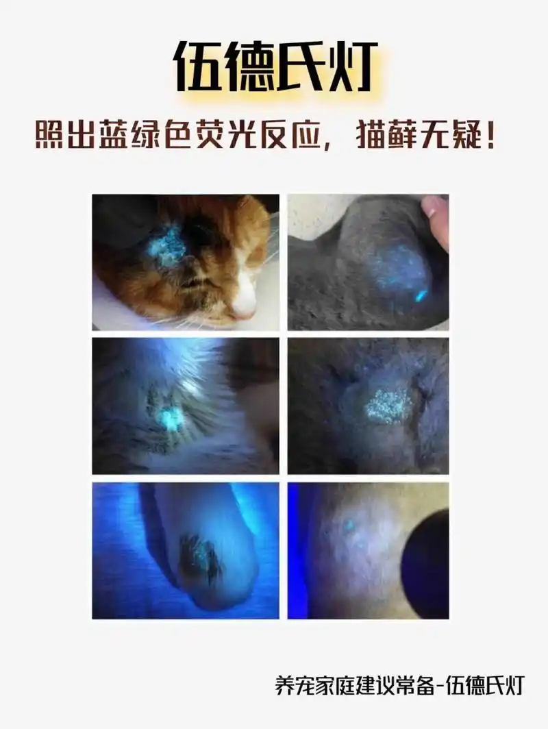 2张图分辨猫藓症状 由于猫咪毛发茂盛,猫藓症状初期容易被毛发遮盖