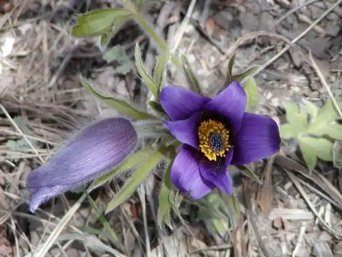 草乌的炮制方法