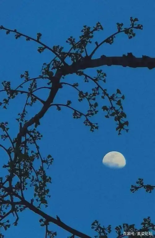 前行遭遇雾里看花水中望月?试一下这种办法