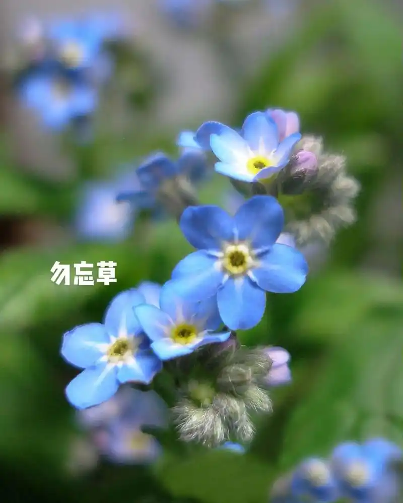 花语勿忘我│每日识花│第一天