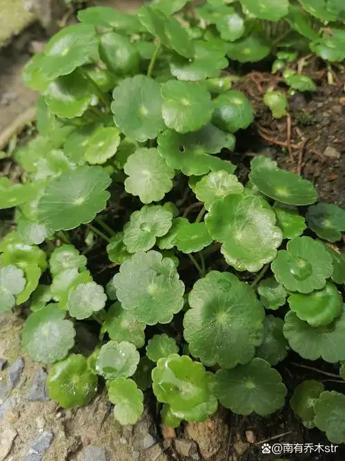 这片叶子好美呀!它像一把小扇子,边缘整齐得像小裙子一样.