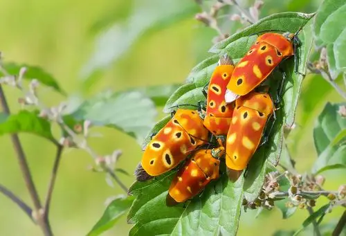 标题:黄斑角盾蝽