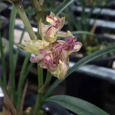 七彩富山 - 中国兰花交易网