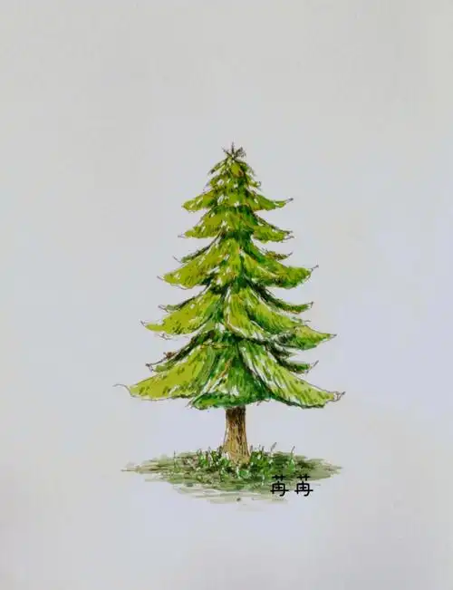 钢笔淡彩松树附钢笔线稿