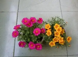 双色太阳花图片