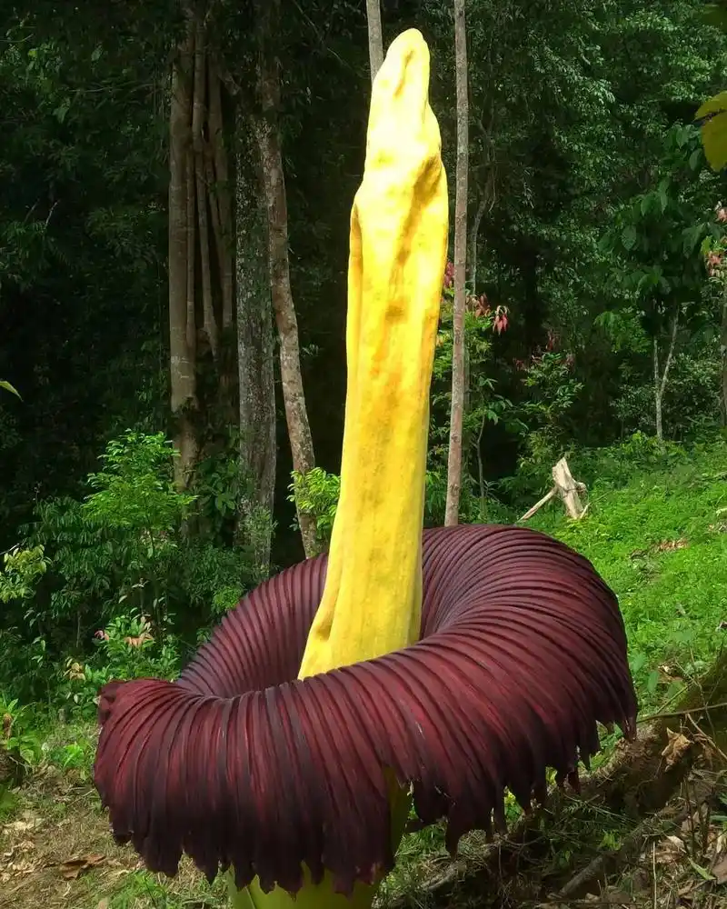 泰坦魔芋,生长在热带雨林地区,是世界上最大的开花植物之一,花 - 抖音