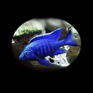 三湖慈鲷马鲷类自然发色金属兰金属蓝热带观赏鱼