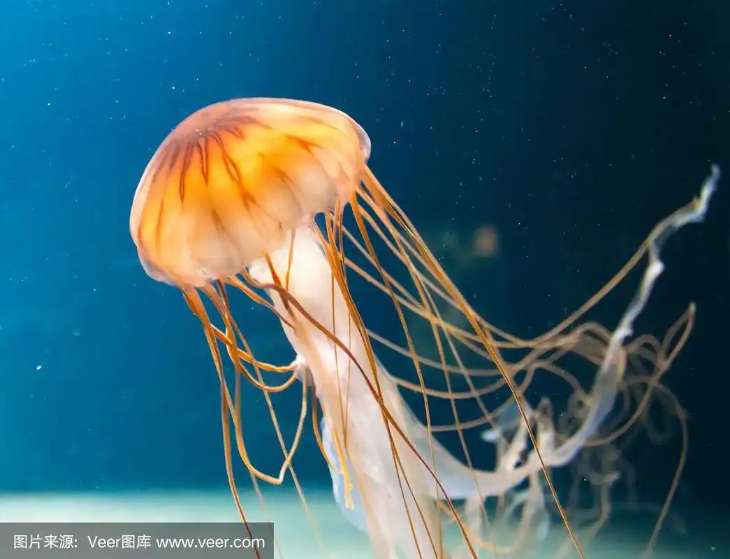 水母