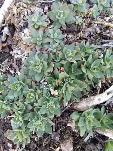 猫耳菜是一种绿叶的蔬菜,形状像猫耳朵,颜色似波菜,叶子椭圆型.