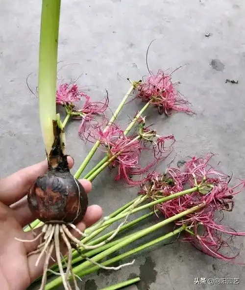 11.红花石蒜(彼岸花)