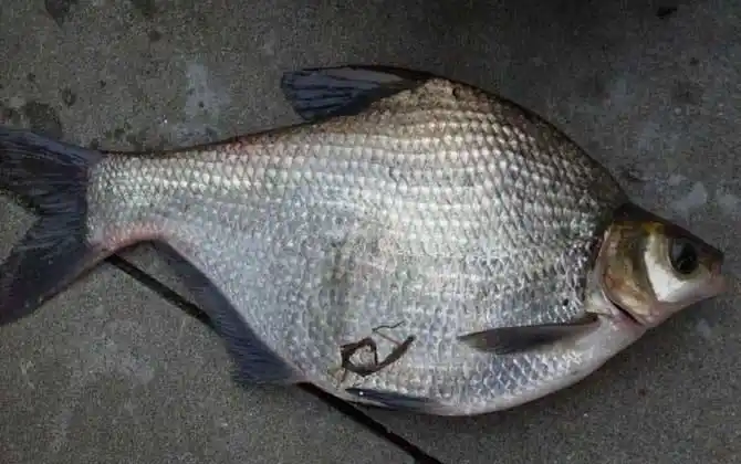 鳊鱼吃什么食物?