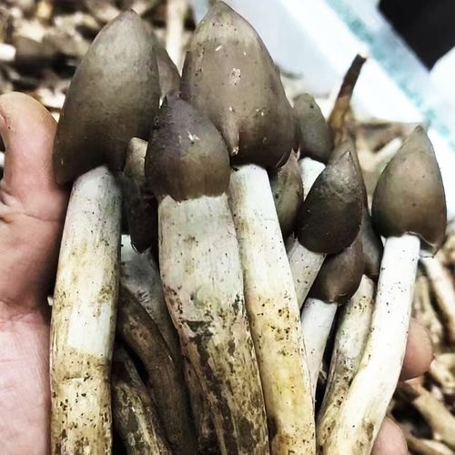 荔枝菌野生菌天然食用菌珍贵山珍五月菌菇鸡枞增城特产 头 1kg【图片