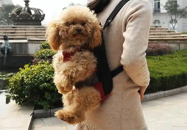 泰迪"弃养率"高的原因,离不开这几点,太现实了!