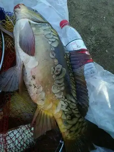 高海拔水很深全是金黄的无鳞大鲤鱼