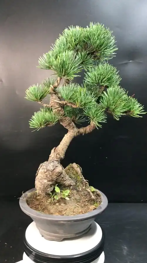 日本大阪松盆景