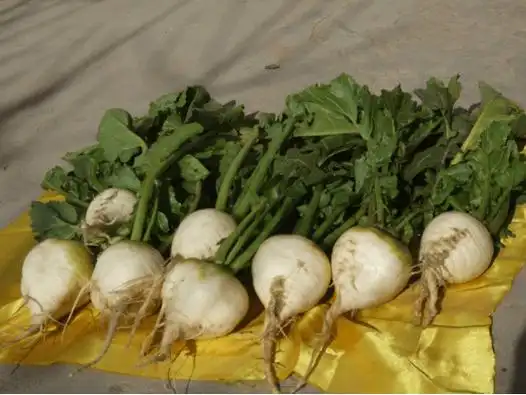 蔓菁的高清大图:69