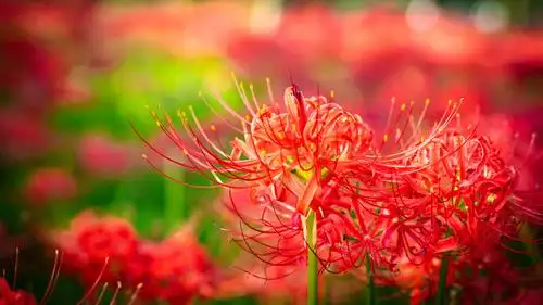 电脑壁纸 花卉 鲜花 鲜红无比的彼岸花