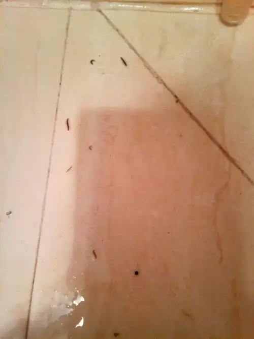 在厕所有很多的1到2㎝很细的小虫黑黑的,不知道是什么知道的广大网友