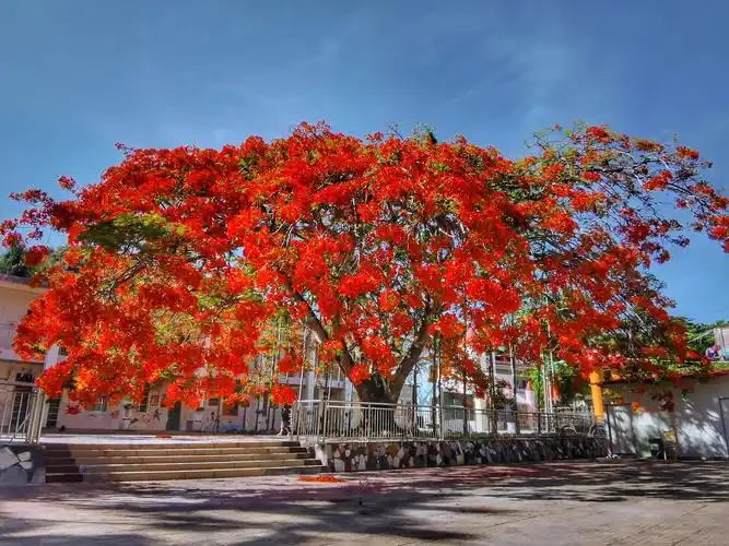五指山毛道乡凤凰树开花红彤彤,漂亮!