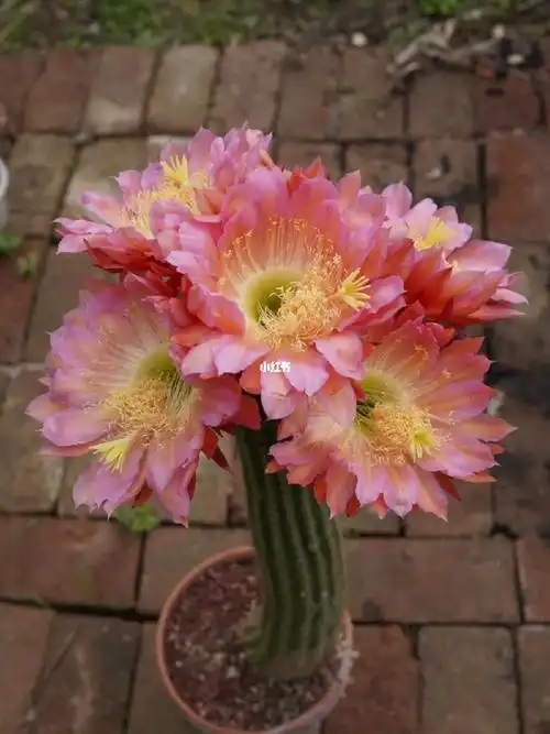 仙人球养了五年的飞碟