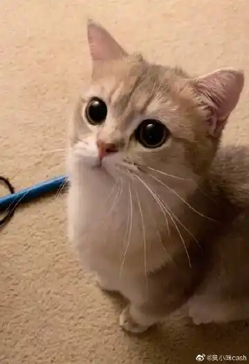 喜欢cash宝宝的宝藏小姐姐画的