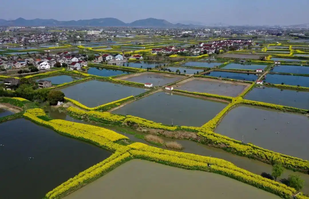 3月21日,德清县洛舍镇水保园油菜花田,近百名太极爱好者晨练,构成一幅