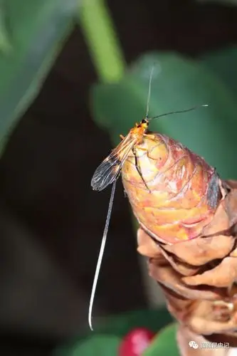 虫研捷报有模有样的蜂科学家发现一种新的拟蜂螳螂