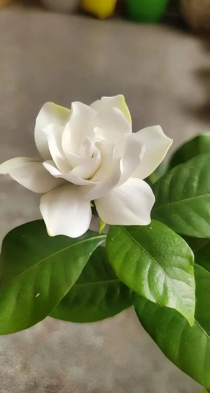 春芽秀美翠绿,夏花素洁芬芳,清新脱俗的一种花.栀子, - 抖音